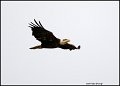 _1SB9185 immature bald eagle